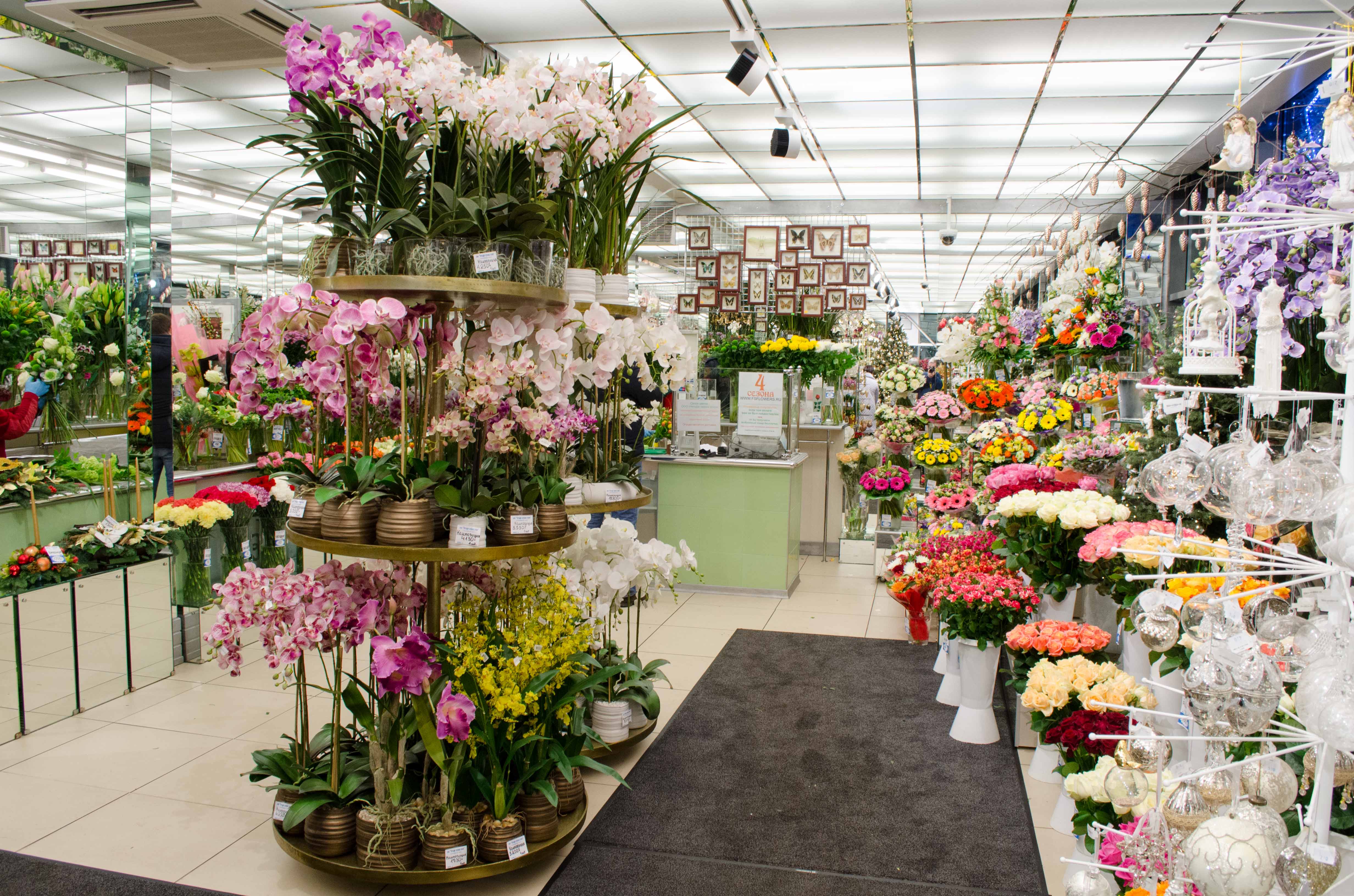 Где купить цветы в саратове. Флоревиль. Флоревиль орхидеи. Орхидея в цветочном магазине. Магазин домашних цветов.